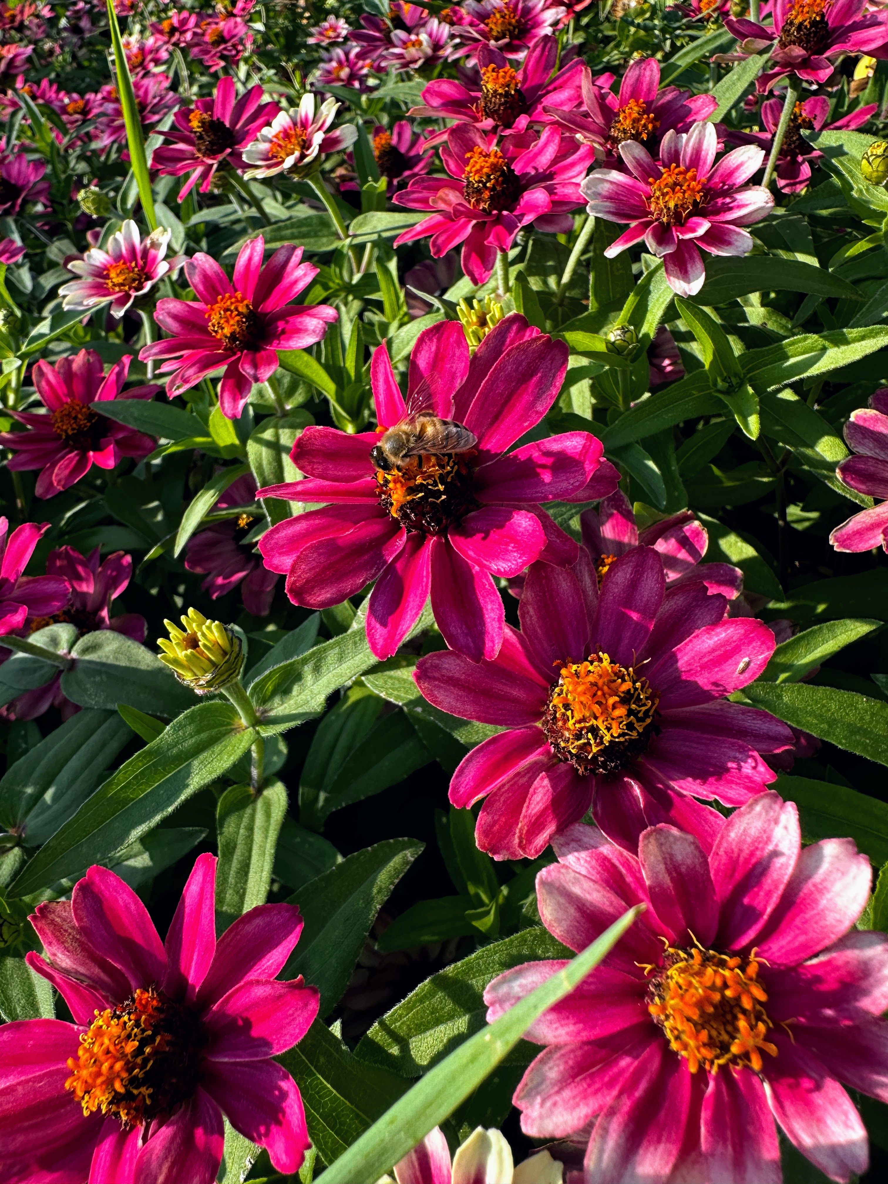 Bee getting pollen from a bright pink Zinnia flower